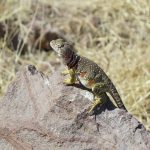 Lizard, reptile, colorful — Top online casinos in Belgi.3763