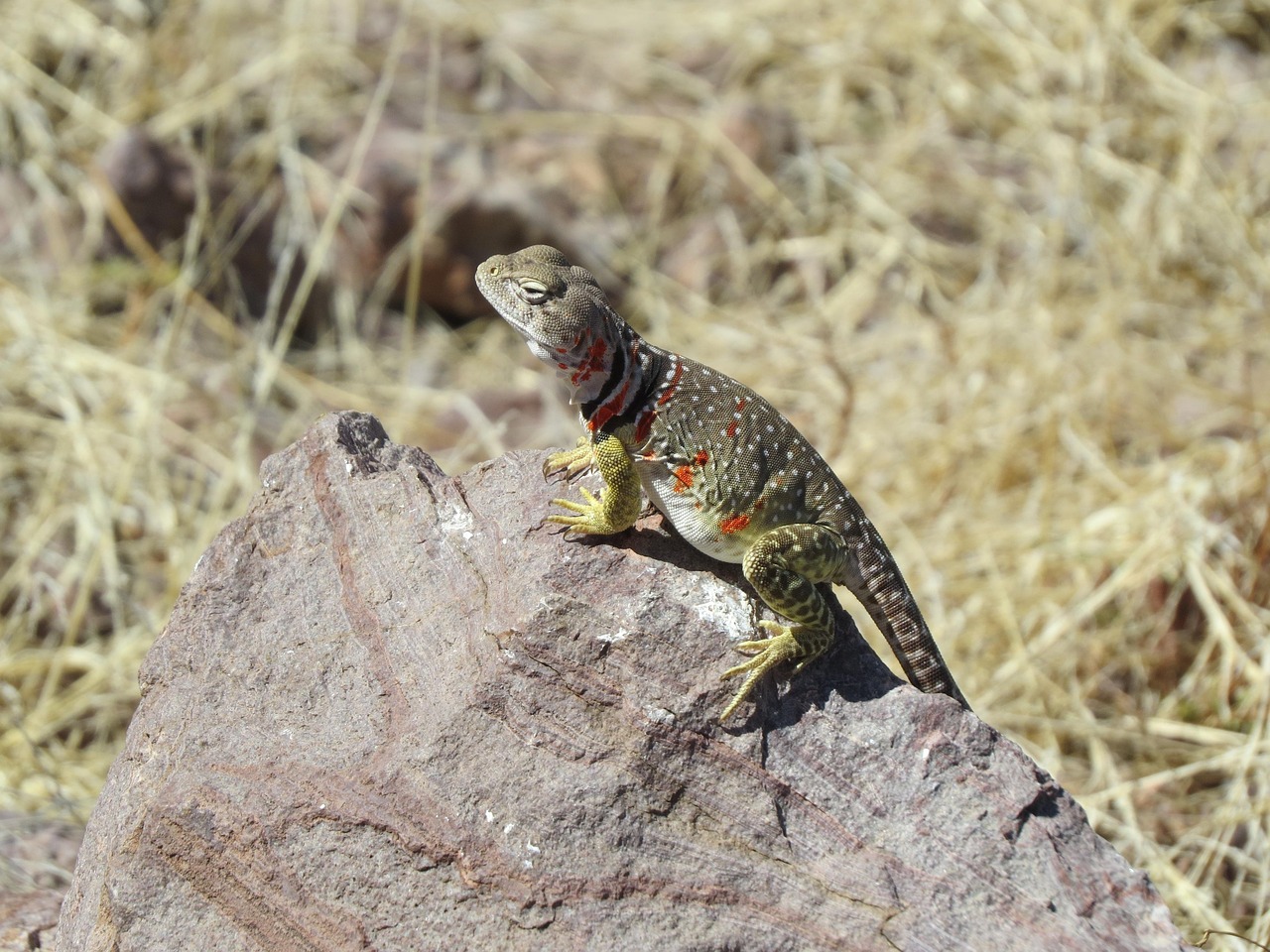 Lizard, reptile, colorful — Top online casinos in Belgi.3763